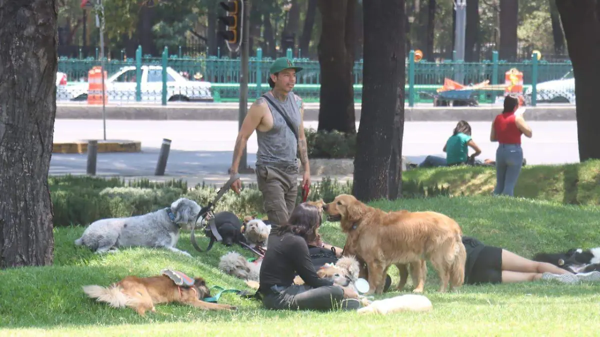 calor cdmx perritos LUIS BARRERA